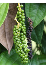 Black Pepper Vine