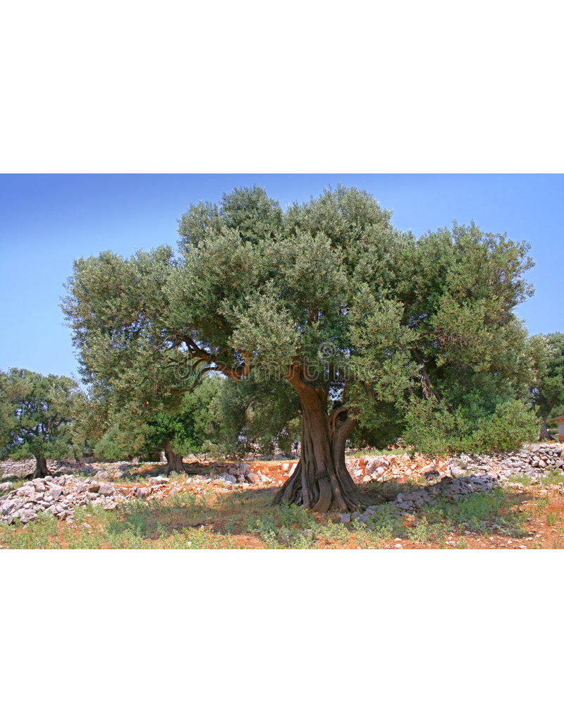 Olive - Arbequina 3 Gallon