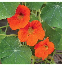 Seed Saver's Exchange Flower, Nasturtium - Empress of India