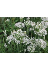 Garlic Chives