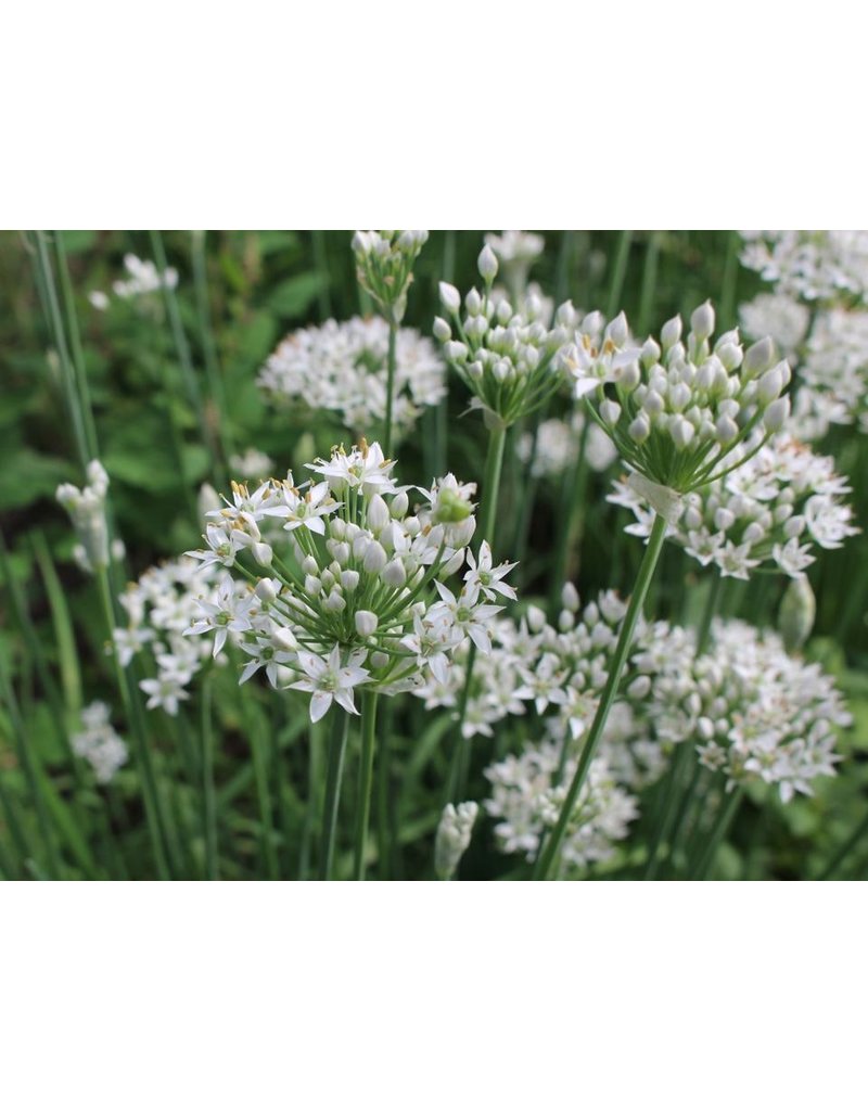 Garlic Chives