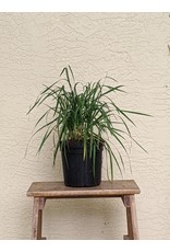 Garlic Chives