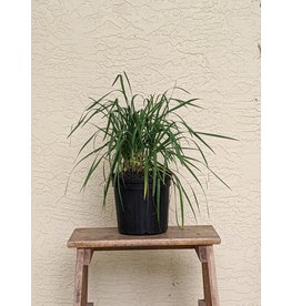 Garlic Chives