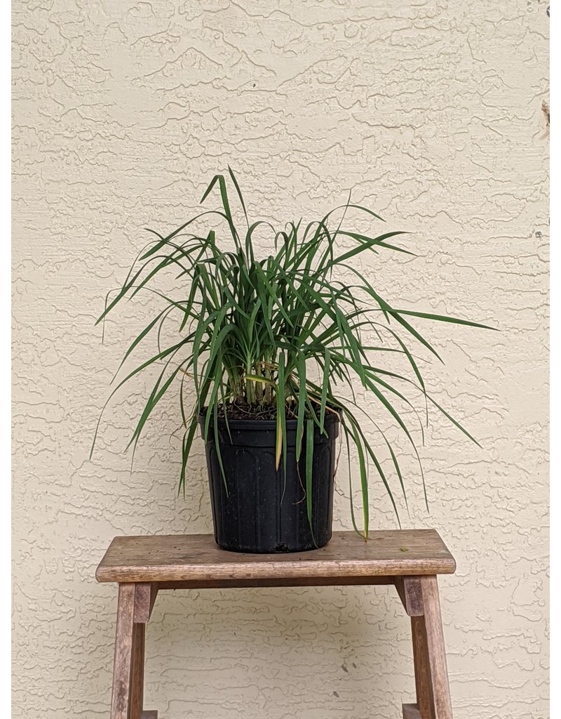 Garlic Chives