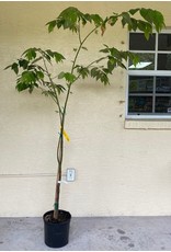 Strawberry Tree - Red