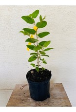 Strawberry Tree - Red