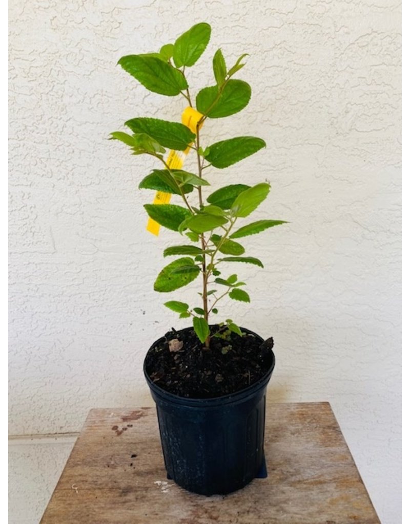 Strawberry Tree - Red
