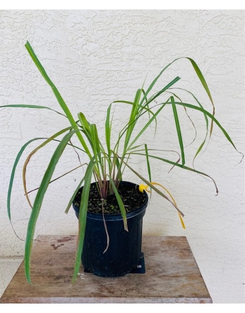 Lemongrass