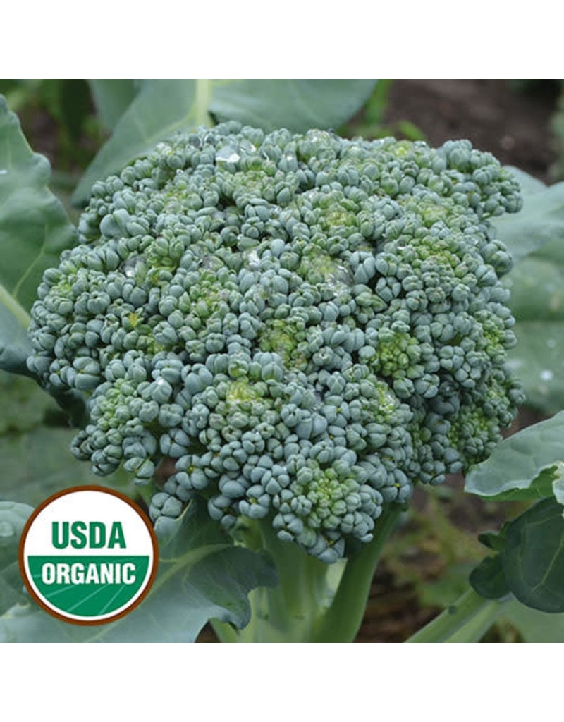 Seed Saver's Exchange Broccoli, De Cicco