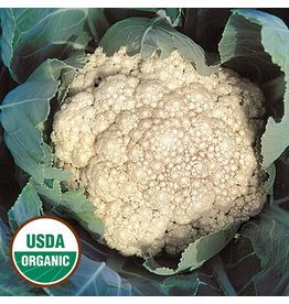 Seed Saver's Exchange Cauliflower, Early Snowball (organic)