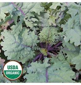 Seed Saver's Exchange Kale, Red Russian