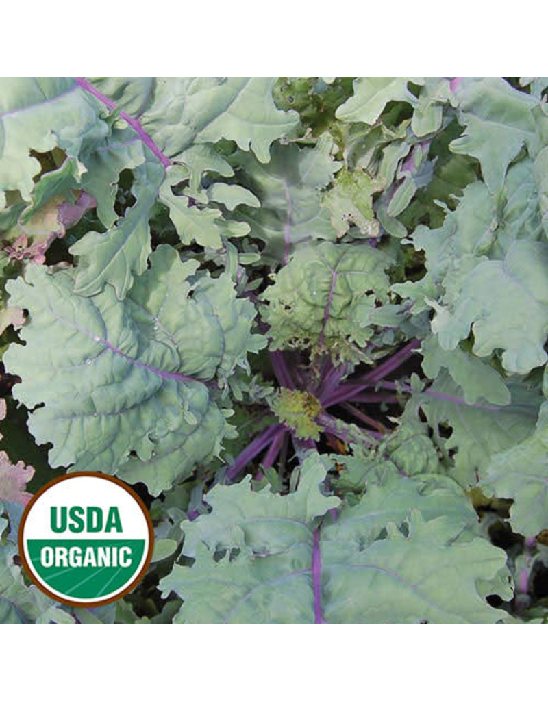 Seed Saver's Exchange Kale, Red Russian