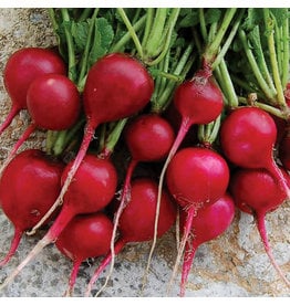 Seed Saver's Exchange Radish, Early Scarlet Globe