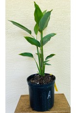 Arrowroot