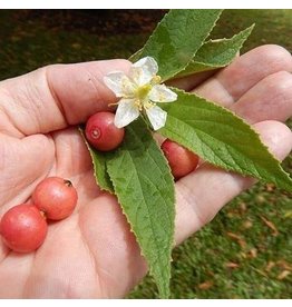 Strawberry Tree - Red