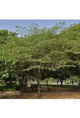 Strawberry Tree - Red