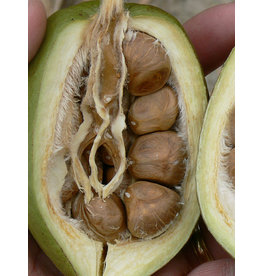 Guinea Peanut