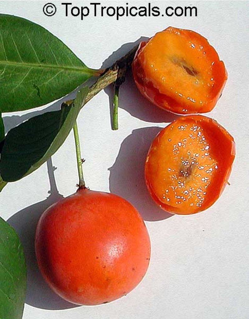 Imbe (African Mangosteen)