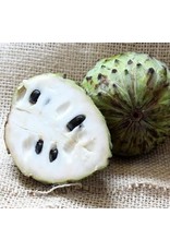 Soursop