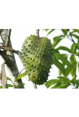 Soursop