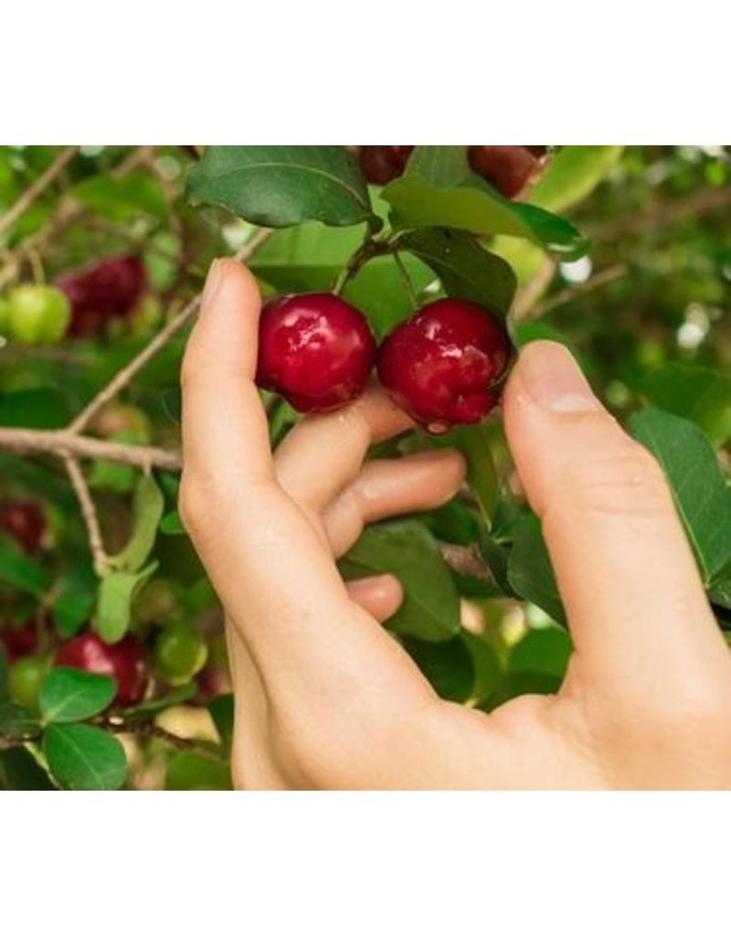 Barbados Cherry