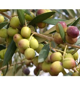 Olive - Arbequina 3 Gallon