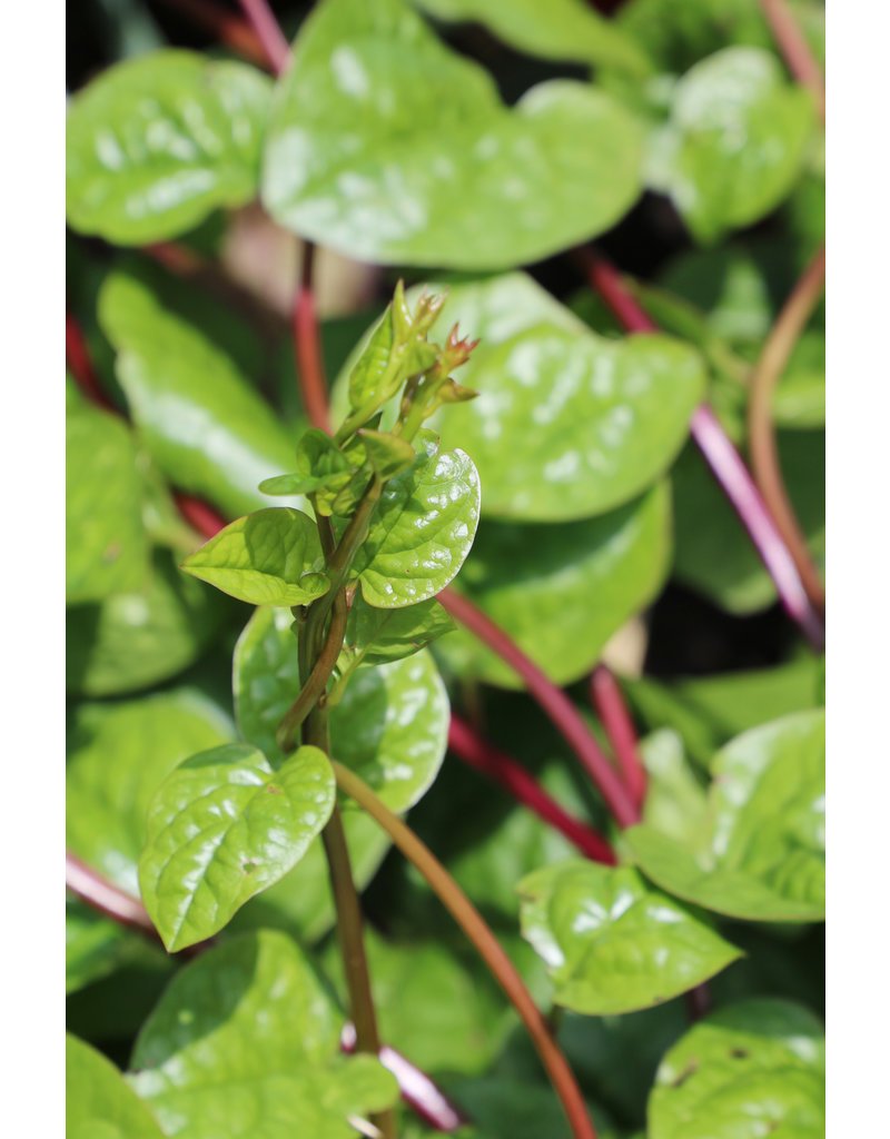 Seed Saver's Exchange Spinach, Malabar Red Vines
