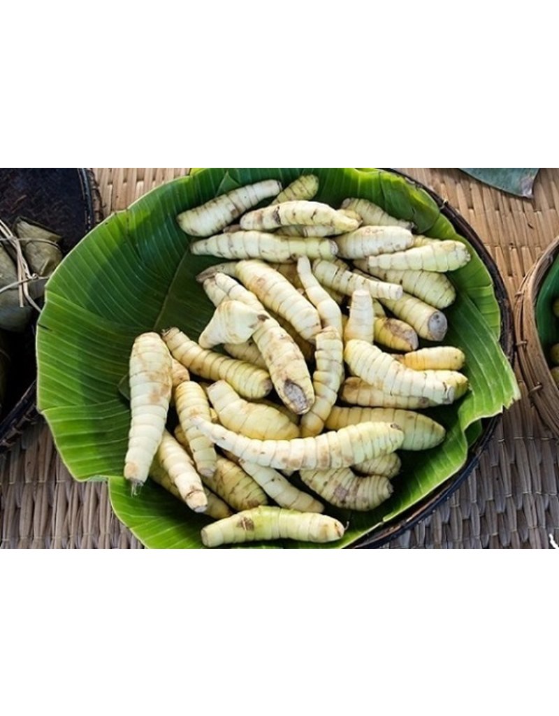 Arrowroot