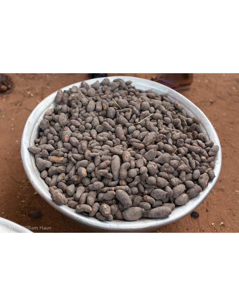 Hausa Potato - 1 Gallon