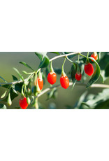 Goji Berry