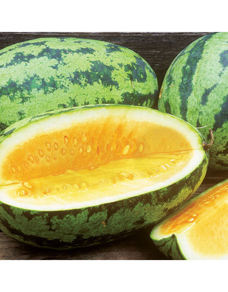 Seed Saver's Exchange Watermelon, Orangeglo
