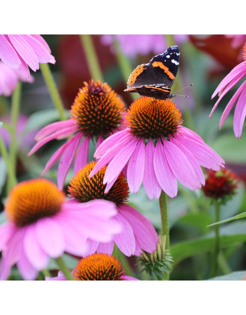 Seed Saver's Exchange Coneflower, Purple