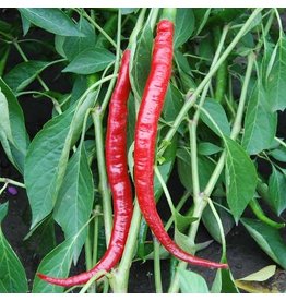 Seed Saver's Exchange Pepper, Joe's Long Cayenne - Hot