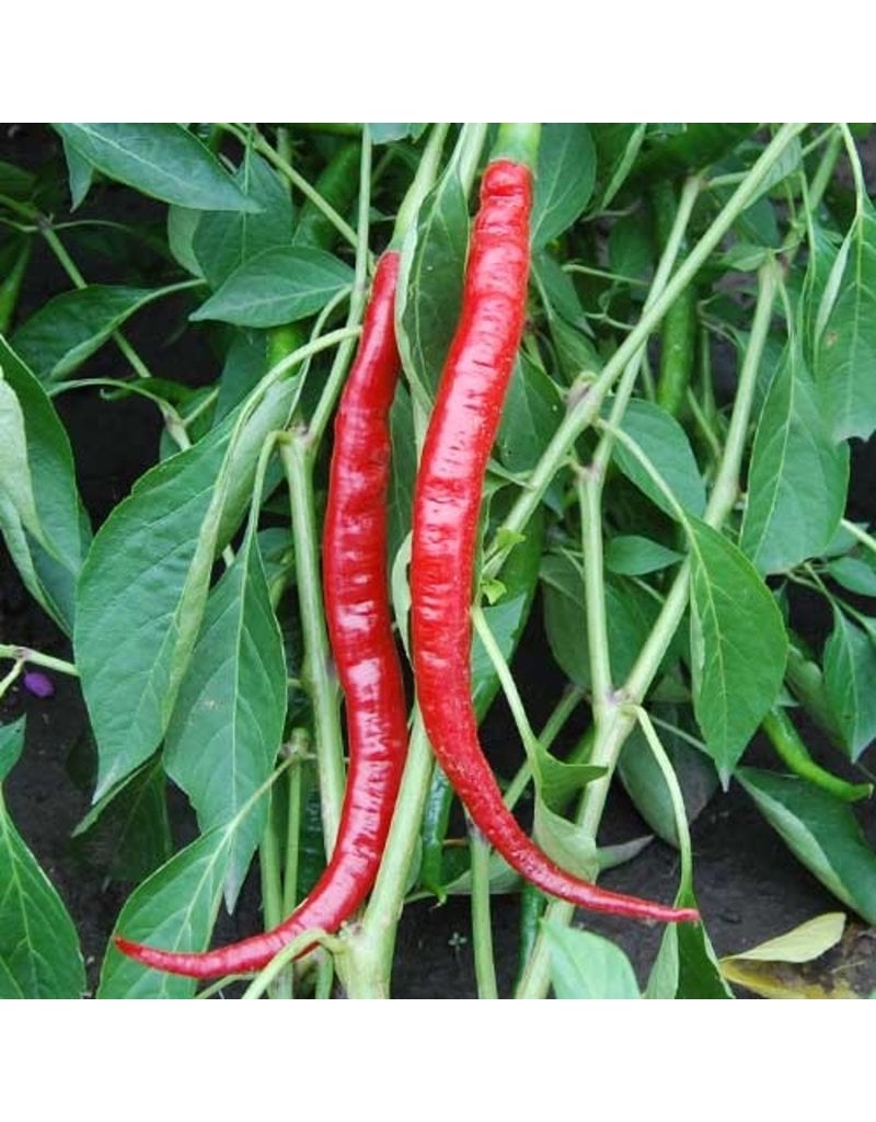 Seed Saver's Exchange Pepper, Joe's Long Cayenne - Hot