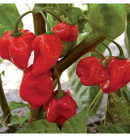 Seed Saver's Exchange Pepper, Habanero Red - Hot