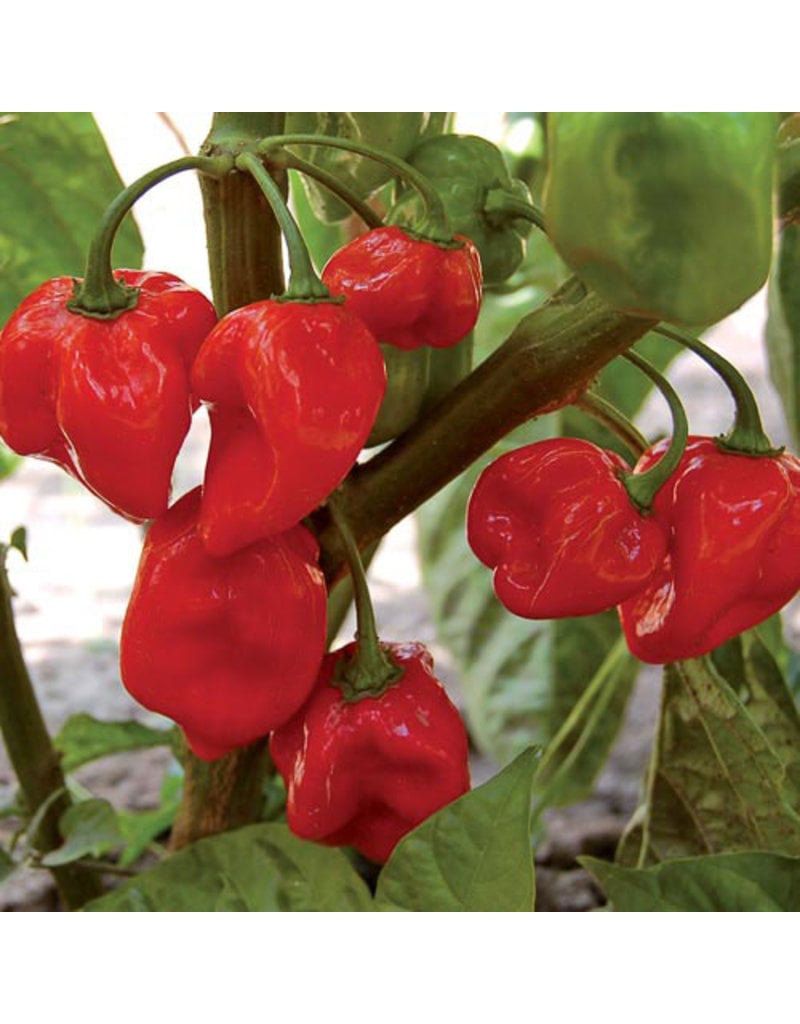 Seed Saver's Exchange Pepper, Habanero Red