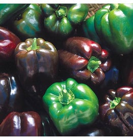 Seed Saver's Exchange Pepper, Chocolate Beauty - Sweet