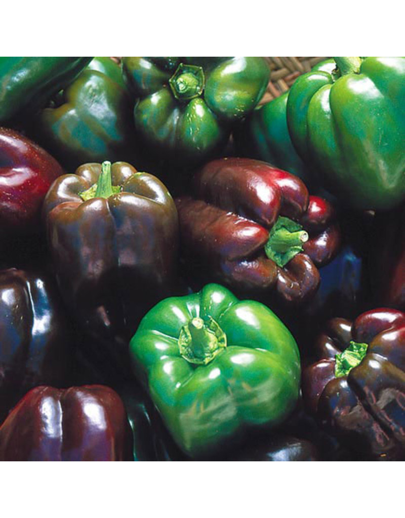 Seed Saver's Exchange Pepper, Chocolate Beauty - Sweet