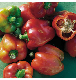 Seed Saver's Exchange Pepper, Bull Nose Bell - Sweet