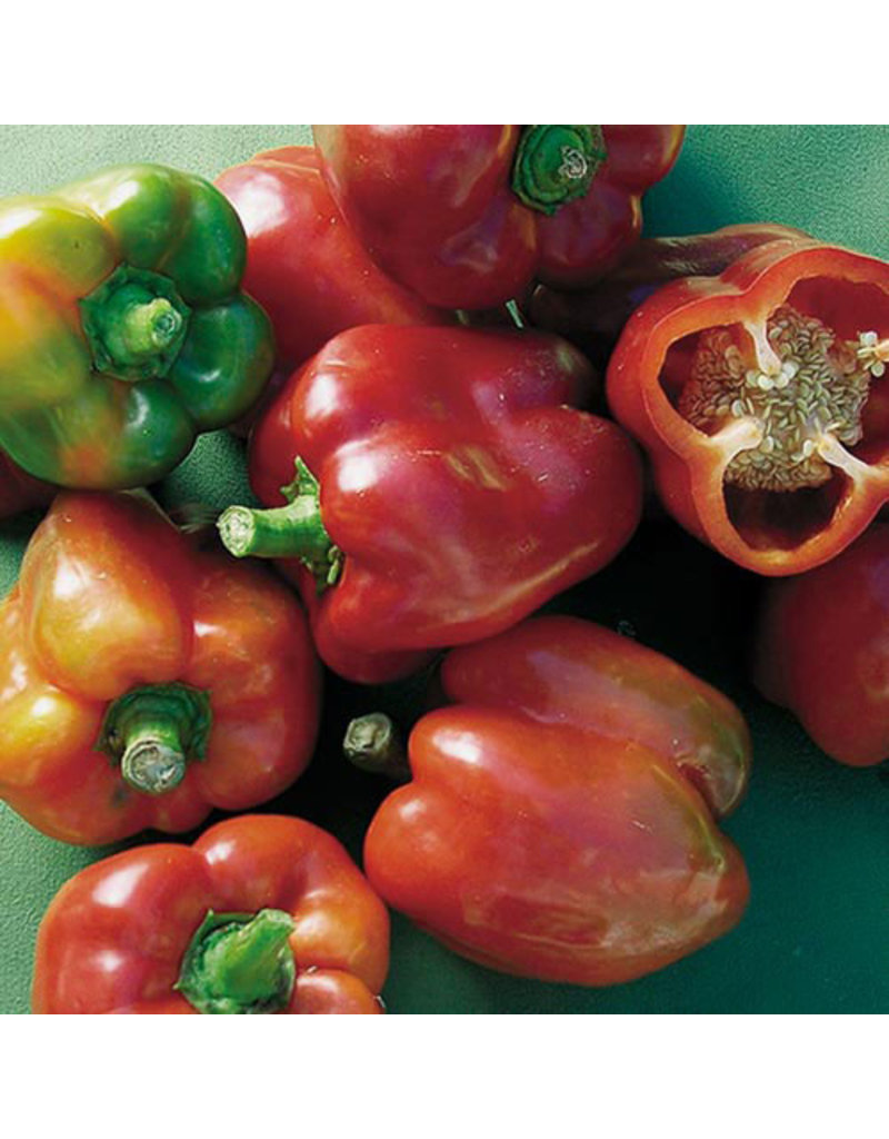 Seed Saver's Exchange Pepper, Bull Nose Bell - Sweet