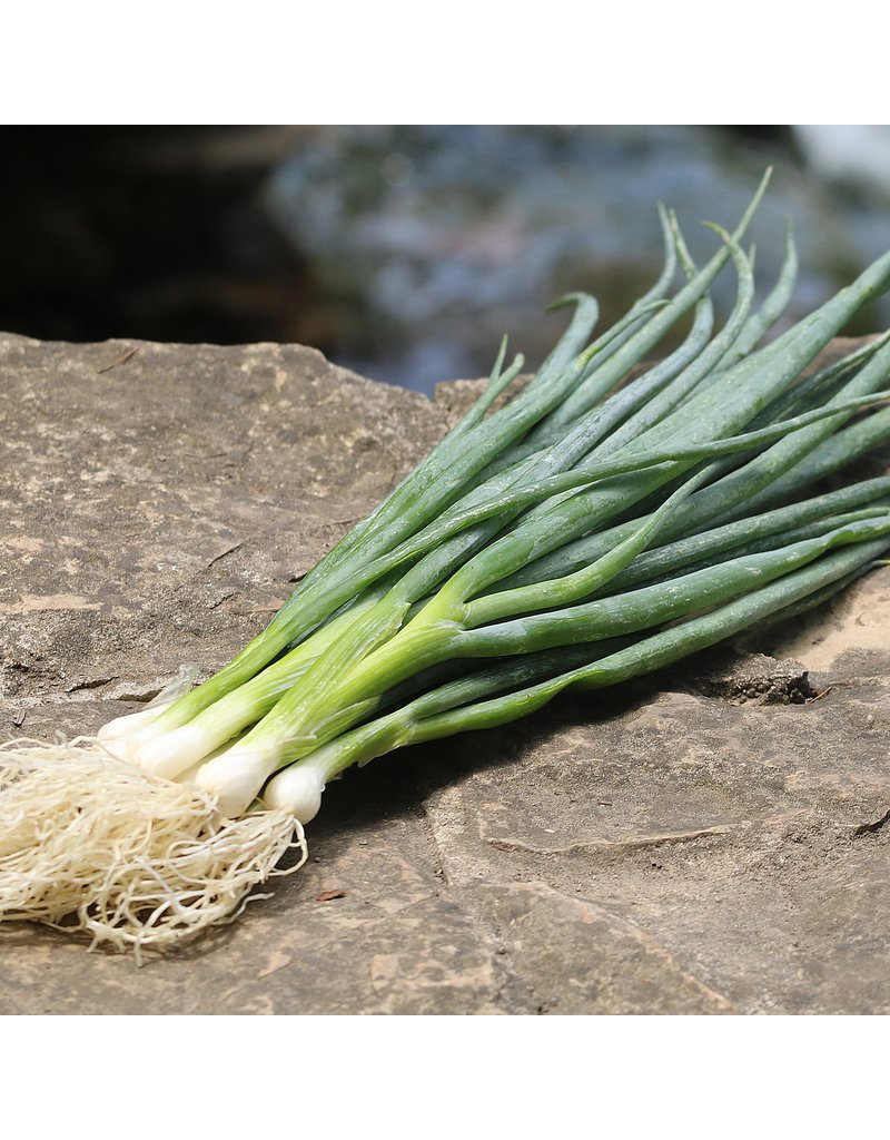 Seed Saver's Exchange Onion, Heshiko Bunching