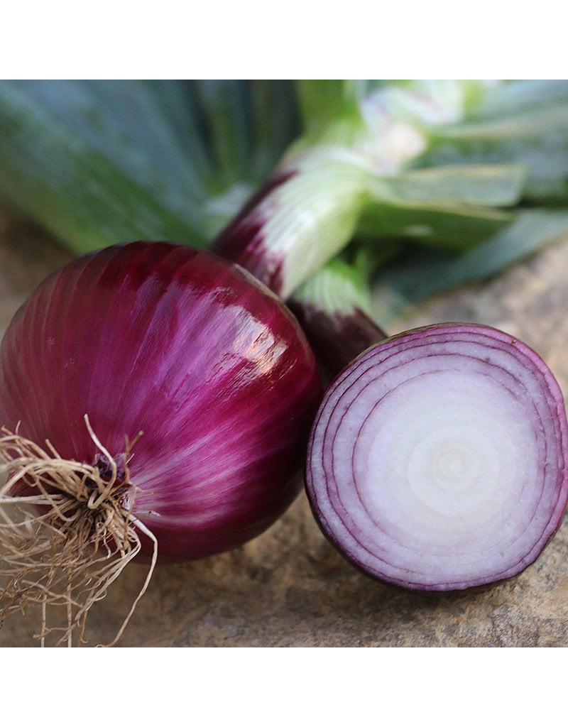 Seed Saver's Exchange Onion, Ruby Red