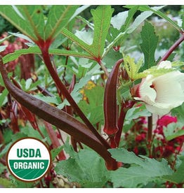 Seed Saver's Exchange Okra, Red Burgundy