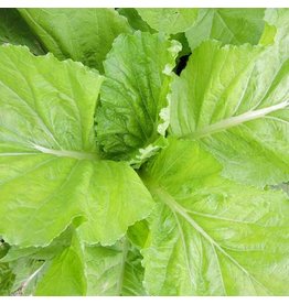 Seed Saver's Exchange Mustard, Feaster Family Heirloom