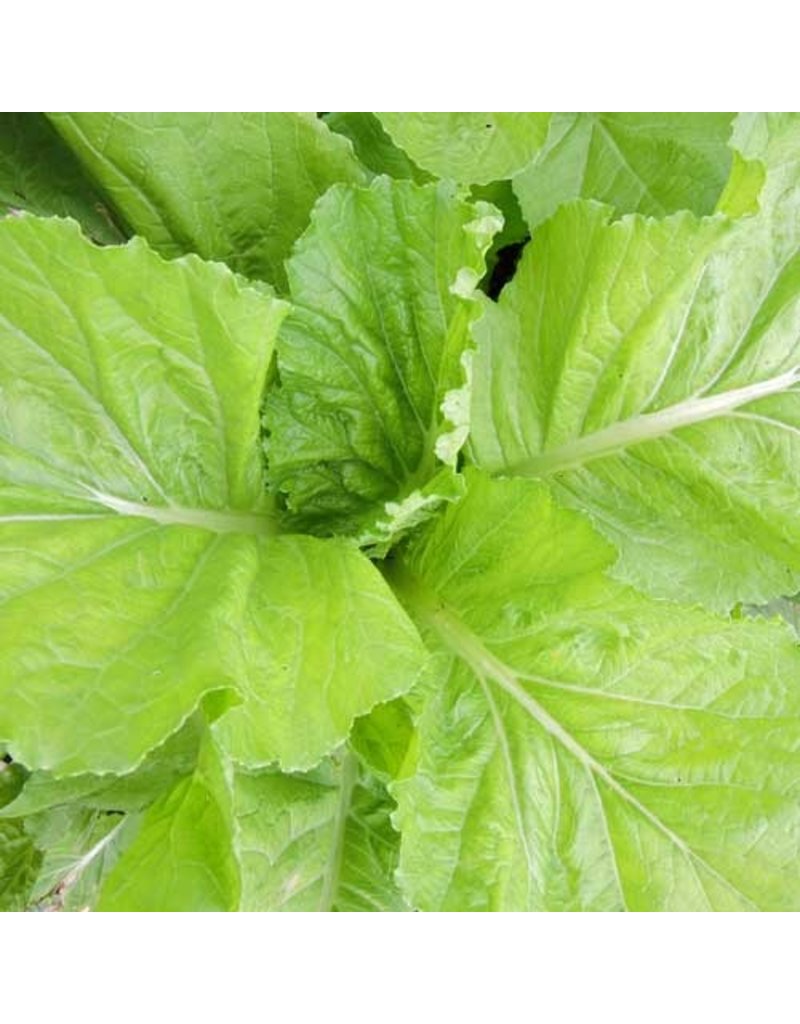 Seed Saver's Exchange Mustard, Feaster Family Heirloom