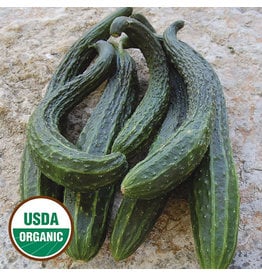 Seed Saver's Exchange Cucumber, Suyo Long