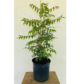 Neem