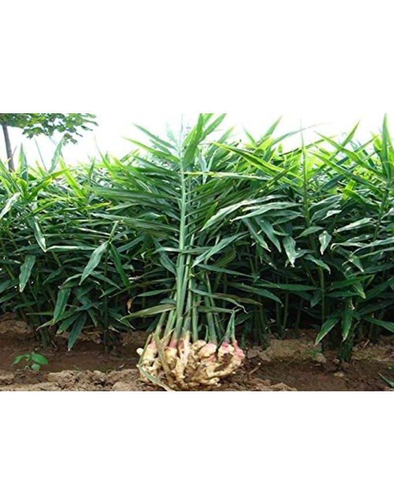 Edible Ginger