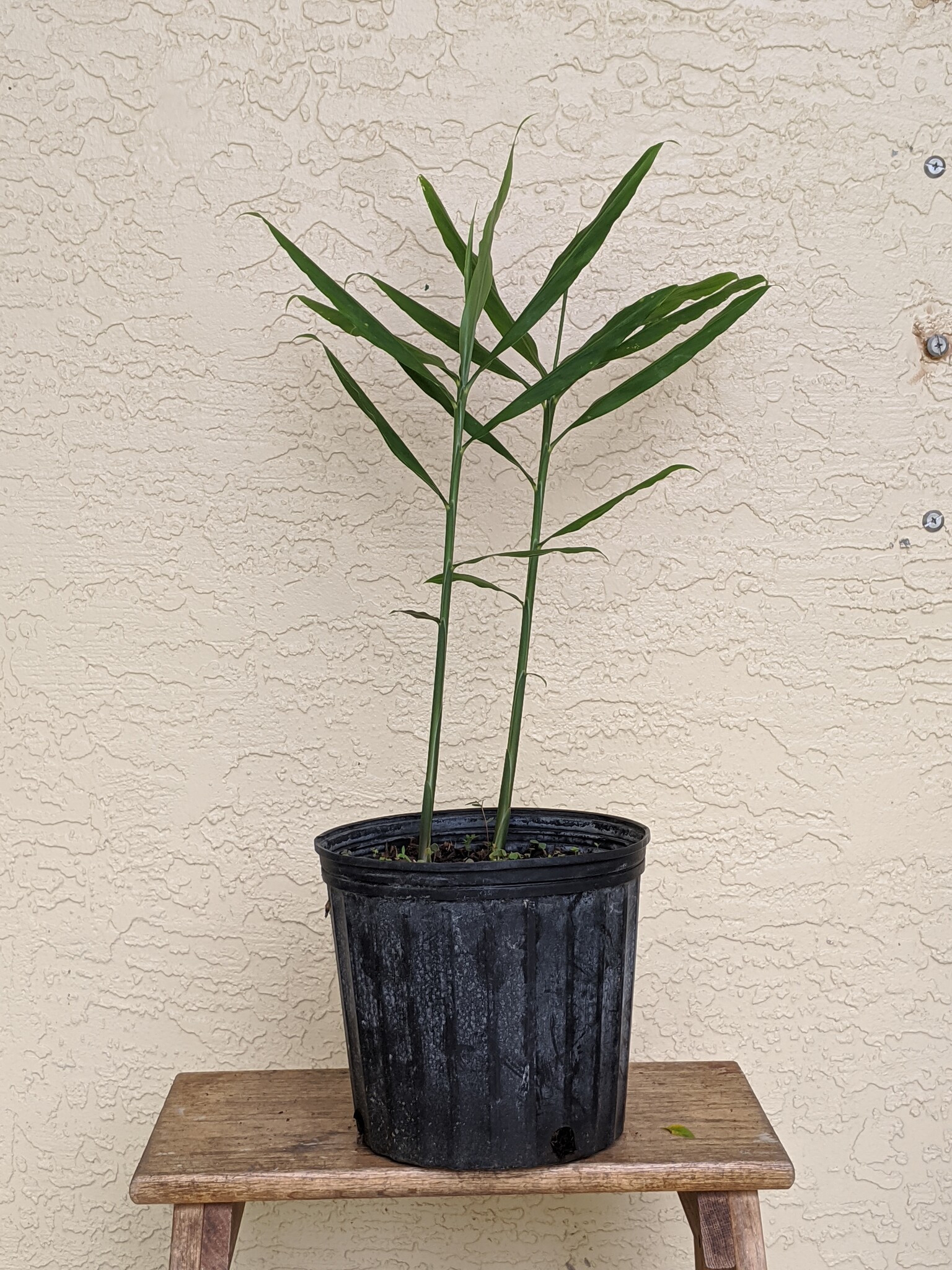 Edible Ginger ECHO Bookstore and Nursery