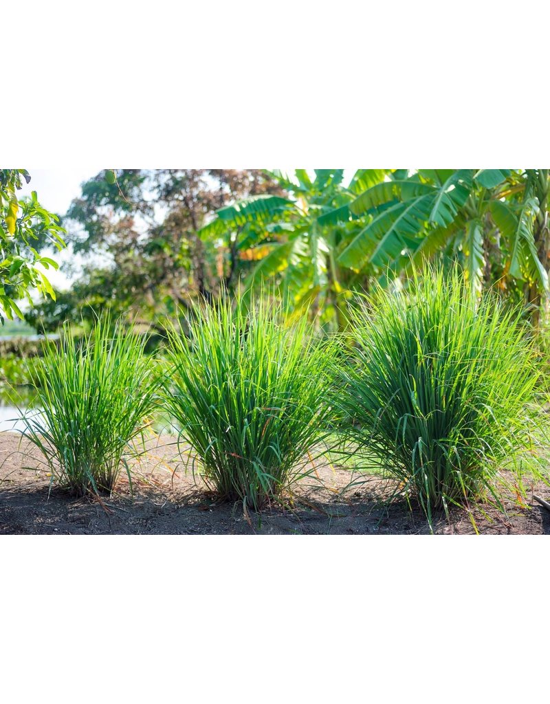 Lemongrass